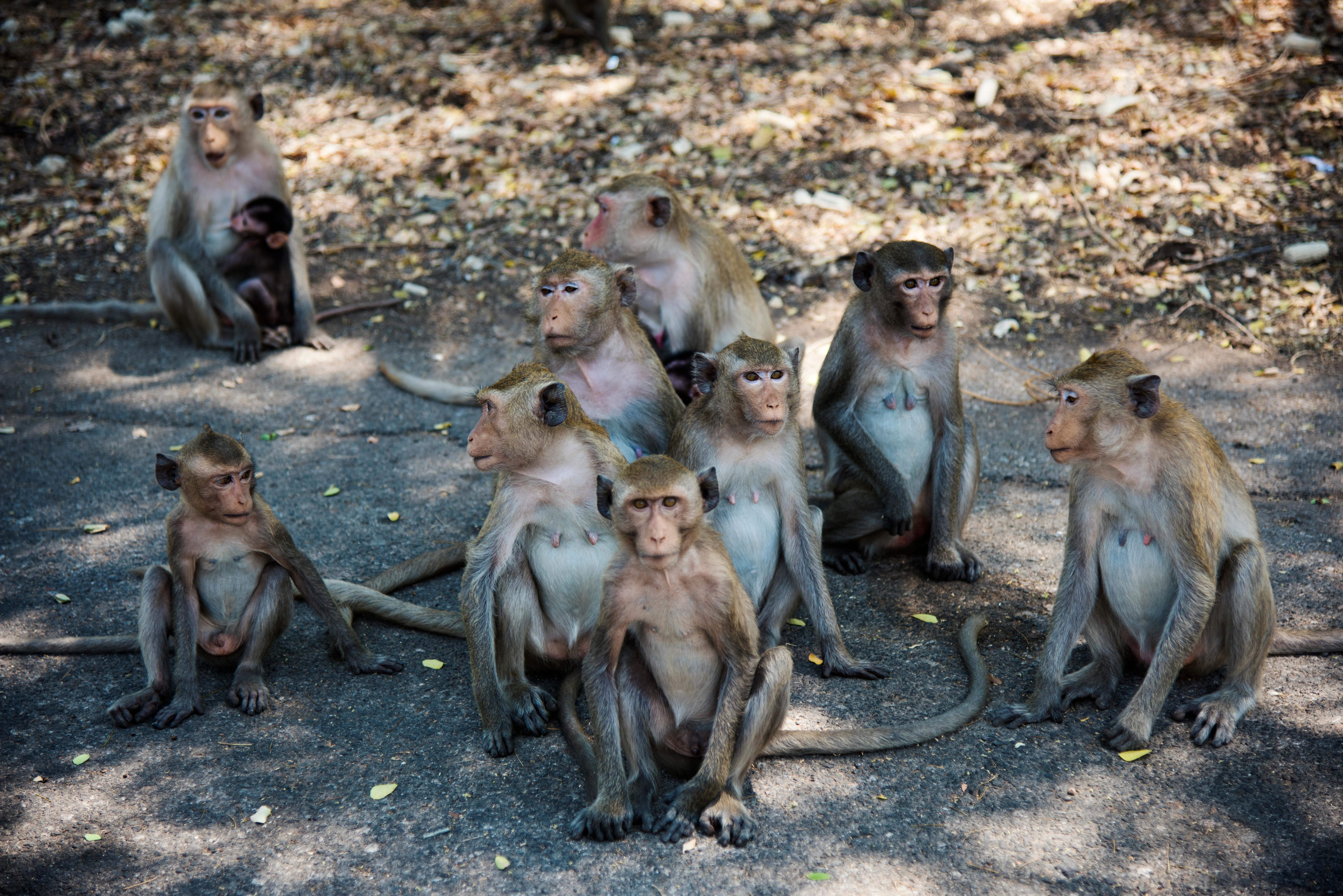 Fuga di 43 macachi rhesus da un laboratorio di ricerca in Carolina del Sud: allerta per i residenti