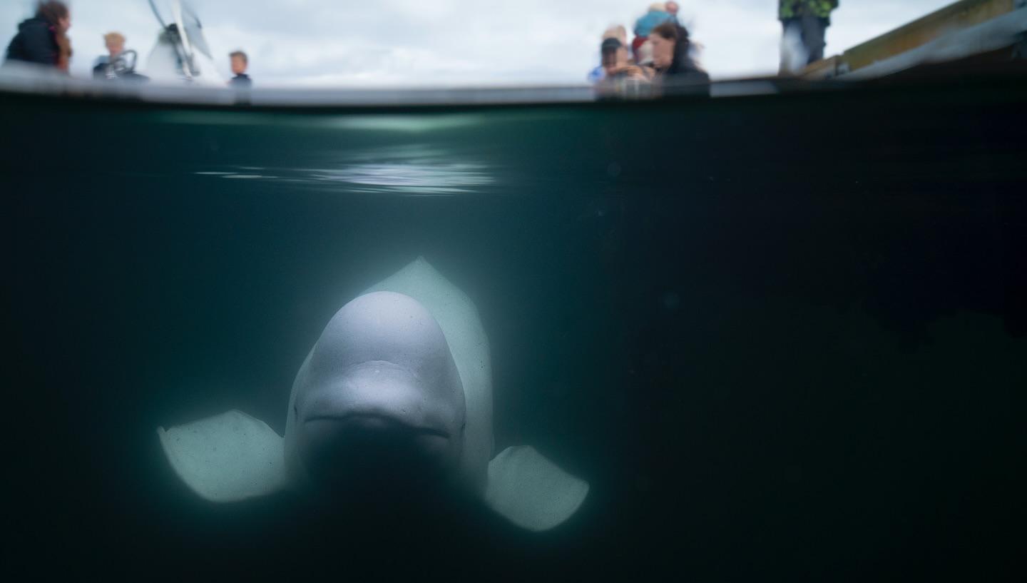 Hvaldimir: ecco la verità sulla balena beluga addestrata dalla Russia