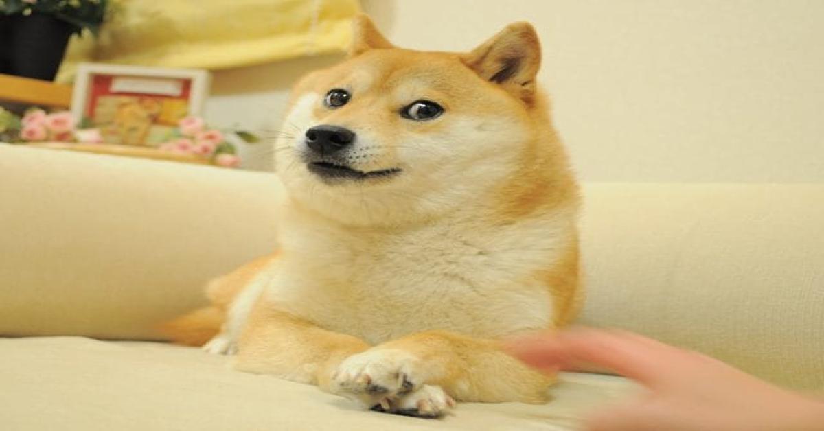 Addio a Kabosu, la Shiba Inu del famoso meme Doge