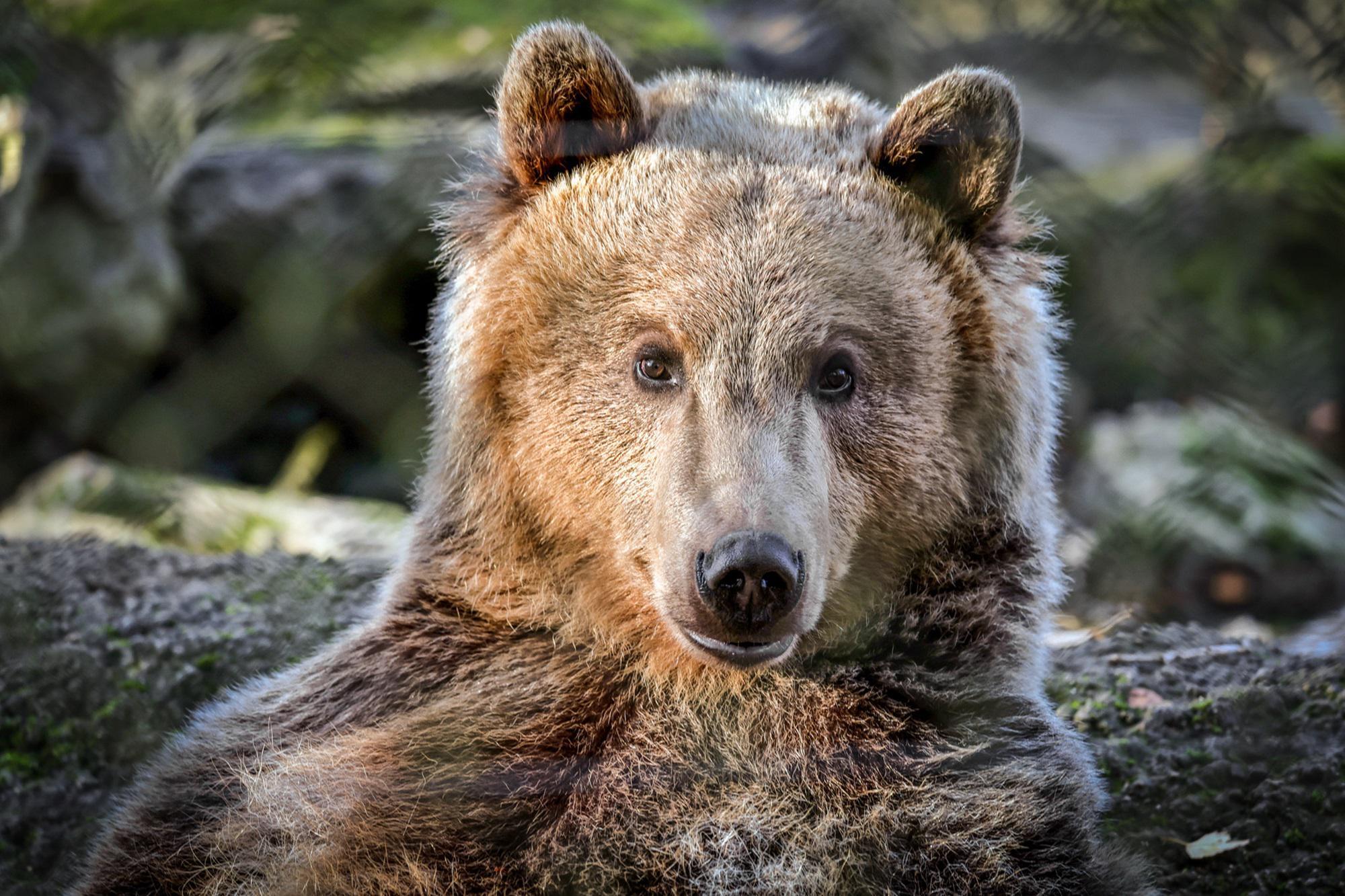 Truffa assicurativa in California: quattro arresti per danni auto causati da un orso finto