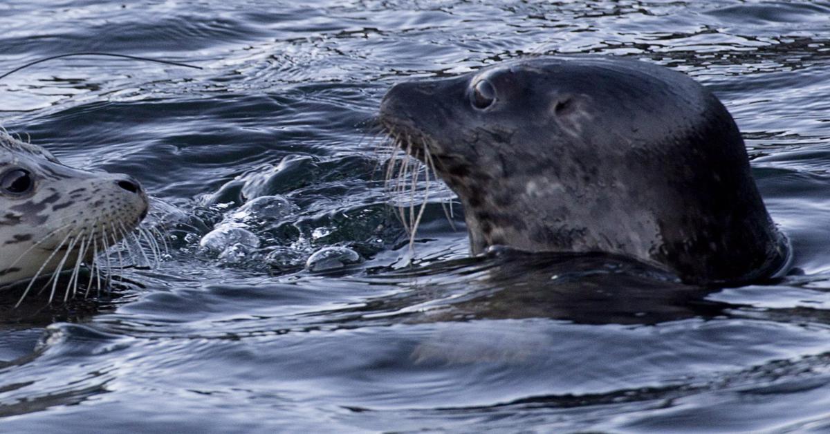 Aviaria - virus uccide le foche in Canada: studio allarma gli scienziati